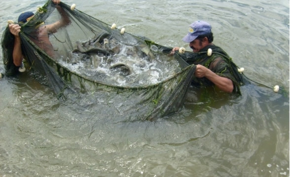 Governo vai investir R$ 4,1 bilhões na produção de pescado