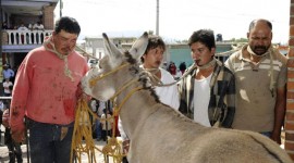 Homens acusados de roubar burro são amarrados ao animal no México
