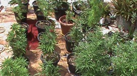 Idosa é presa com 43 pés de maconha e diz que achava que era tomate