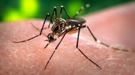 Onze estados concentram 74% dos casos notificados de dengue no país