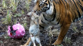 Sem chocolate! Tigre devora coelho como presente de Páscoa