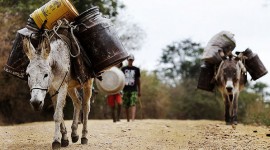 Seca no Nordeste  é a pior dos últimos 50 anos e afeta 22 milhões