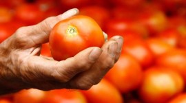 Redução de área plantada e chuvas causam alta recorde do tomate