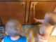 Vídeo YouTube: O  brinquedo mais divertido do mundo na imaginação de duas crianças